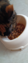 PURINA Cat Chow Sterilised Karma z indykiem 15kg 