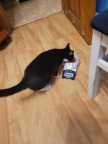 Purina Pro Plan Indoor Adult z łososiem dla kotów 85g