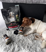 PRO PLAN Everyday Nutrition Adult Karma dla psów Mix Smaków w galaretce 6x400g PRO PLAN Everyday Nutrition Adult Karma dla psów Mix Smaków w galaretce 6x400g