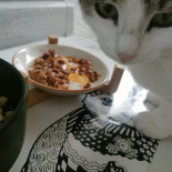 CAT CHOW Sterilised Karma dla kotów z jagnięciną i zieloną fasolką w sosie 85g CAT CHOW Sterilised Karma dla kotów z jagnięciną i zieloną fasolką w sosie 85g