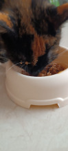 CAT CHOW Sterilised Karma dla kotów z jagnięciną i zieloną fasolką w sosie 85g CAT CHOW Sterilised Karma dla kotów z jagnięciną i zieloną fasolką w sosie 85g