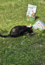 PURINA Cat Chow Sterilised Karma z indykiem 1,5kg