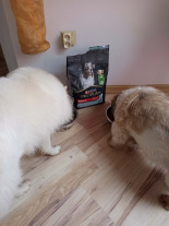 PRO PLAN Sensitive Digestion Medium Adult Karma dla psów bogata w jagnięcinę 2x14kg PRO PLAN Sensitive Digestion Medium Adult Karma dla psów bogata w jagnięcinę 2x14kg