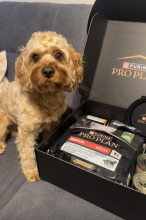 PRO PLAN Sensitive Digestion Medium Adult Karma dla psów bogata w jagnięcinę 2x14kg PRO PLAN Sensitive Digestion Medium Adult Karma dla psów bogata w jagnięcinę 2x14kg