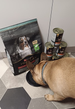 PRO PLAN Sensitive Digestion Medium Adult Karma dla psów bogata w jagnięcinę 14kg + NIESPODZIANKA DLA PSA GRATIS!!