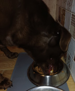 PRO PLAN Everyday Nutrition Adult Karma dla psów bogata w rybę w galaretce 24x400g PRO PLAN Everyday Nutrition Adult Karma dla psów bogata w rybę w galaretce 24x400g