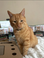 PRO PLAN Sterilised Renal Karma dla kotów bogata w indyka 10kg