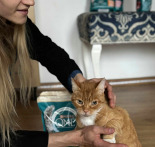 Purina One Cat Sterilcat Karma z wołowiną dla kota 3x1,5kg Purina One Cat Sterilcat Karma z wołowiną dla kota 3x1,5kg