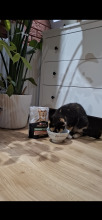Purina Pro Plan Sterilised z kaczką dla kota 26x85g