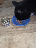 PRO PLAN Kitten Mus z Kurczakiem Mokra karma dla kociąt 85g