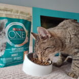 Purina One Cat Adult Karma z kurczakiem dla kota 800g