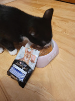 Purina Pro Plan Indoor Adult z łososiem dla kotów 4x85g