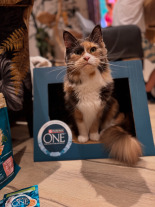 Purina One Sterilcat z indykiem i zieloną fasolką 85g