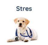 Terapia stresu