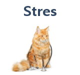 Terapia stresu