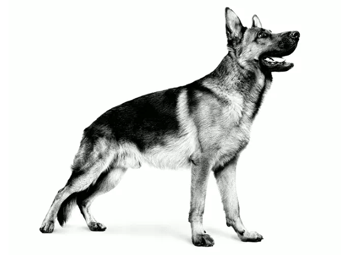 BD9O-HUB-Yorkshire-Terrier-adult-black-and-white_Thumbnails