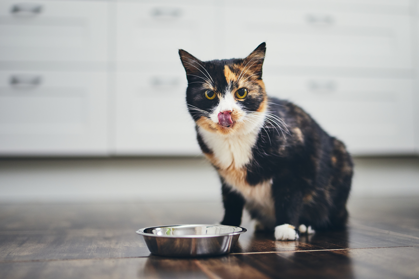 Domowe jedzenie dla kota. Jak zrobić "swojską" karmę