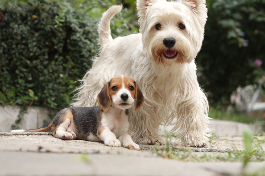 Ile żyją psy? Od czego zależy długość życia psa? Blog zoologiczny ZooArt