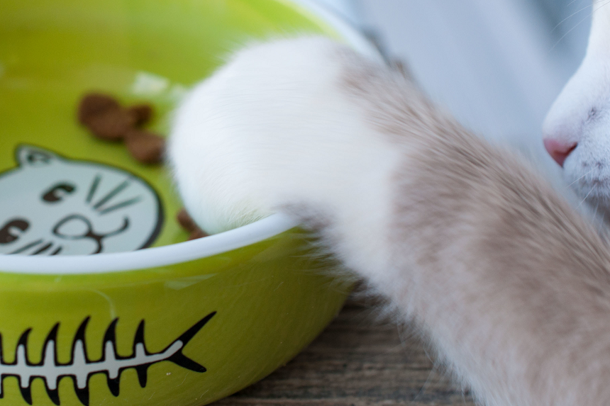 Mixed feeding, czyli łączenie karmy suchej i mokrej. To warto wiedzieć