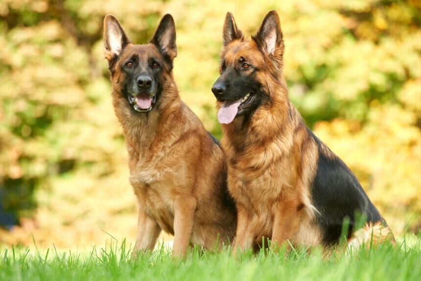 Szarik – dzielny i mądry pies. Owczarek niemiecki, który skradł serca Polaków