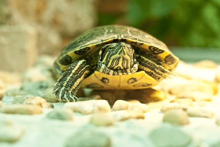 Co jedzą żółwie wodno-lądowe i dlaczego właśnie to? - Blog ...