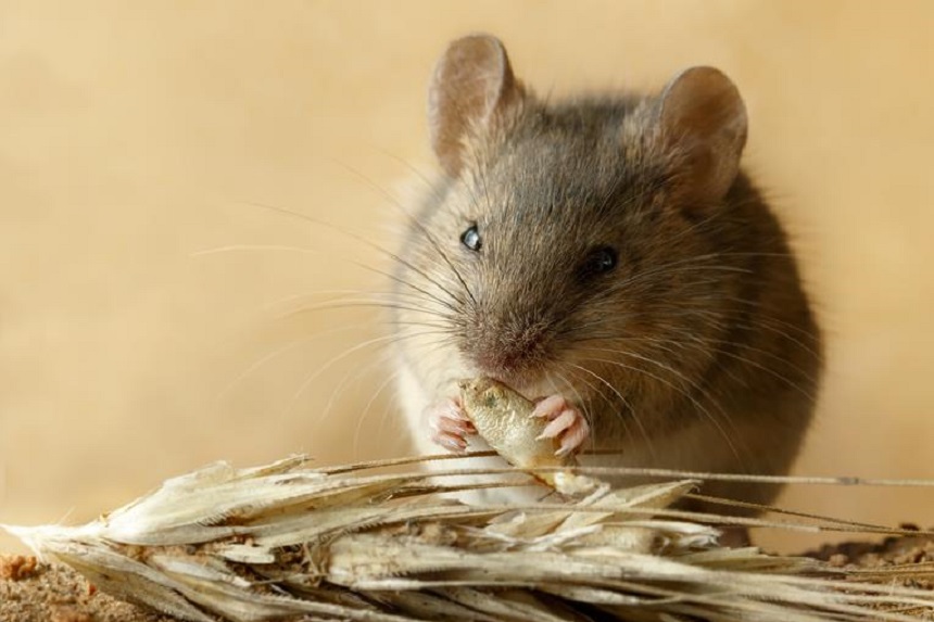 Hodujesz Mysz Dowiedz Si Co Jedz myszy Blog Zoologiczny ZooArt