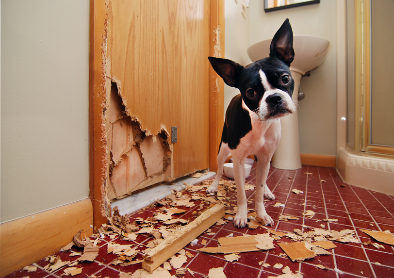 Pies niszczy w domu Twoje rzeczy? Zobacz, jak temu