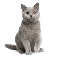 Zestaw dla kota rasy British Shorthair