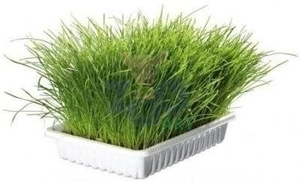 TRIXIE trawa dla kota w pudełku 100g