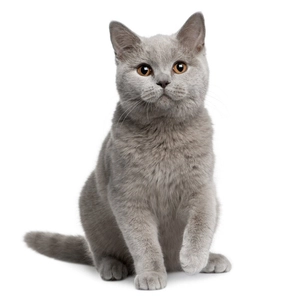 Zestaw dla kota rasy British Shorthair