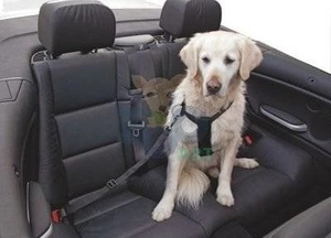 KERBL Pas bezpieczeństwa dla psa, regulowany, 30-60 cm