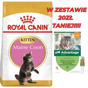 ROYAL CANIN Maine Coon Kitten 10kg karma sucha dla kociąt, do 15 miesiąca, rasy maine coon + Advantage - dla kotów (0,4mlx4) *roztwór* blister