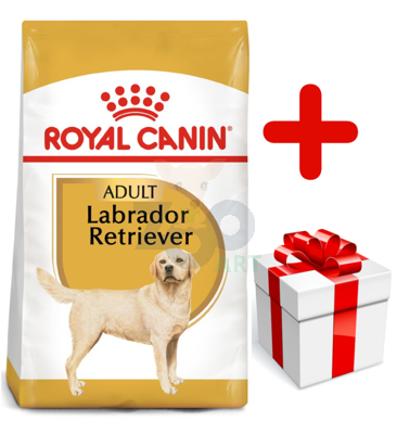 ROYAL CANIN Labrador Retriever Adult 12kg karma sucha dla psów dorosłych rasy labrador retriever + niespodzianka dla psa GRATIS!