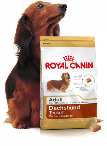 ROYAL CANIN Dachshund 7,5kg karma sucha dla psów dorosłych rasy jamnik + niespodzianka dla psa