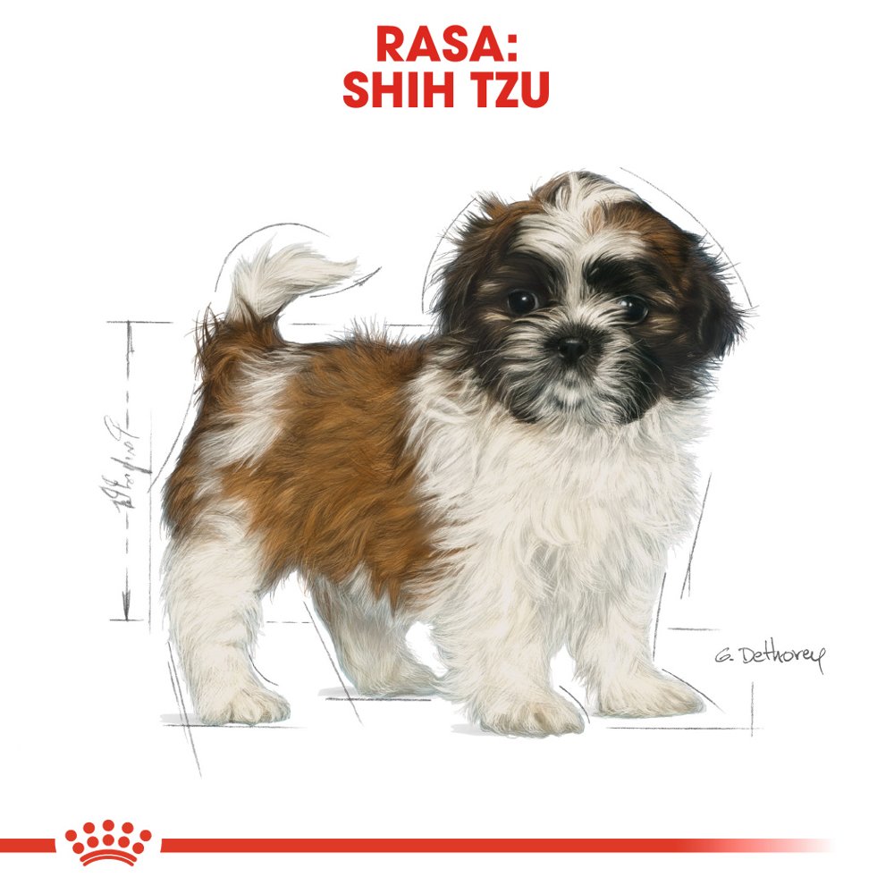 Karma Royal Canin Shih Tzu Puppy 500g dla szczeniąt Sklep ZooArt