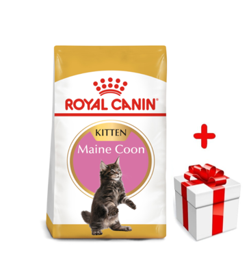 ROYAL CANIN Maine Coon Kitten 4kg karma sucha dla kociąt, do 15 miesiąca, rasy maine coon  + niespodzianka dla kota GRATIS!