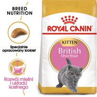 ROYAL CANIN British Shorthair Kitten 10kg karma sucha dla kociąt, do 12 miesiąca, rasy brytyjski krótkowłosy